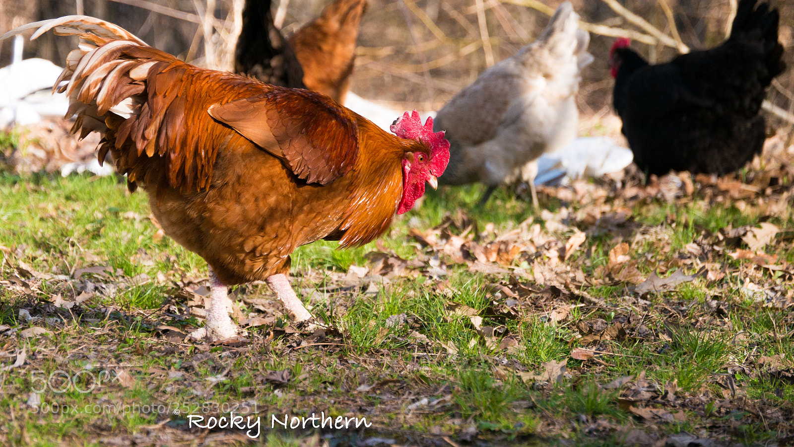 Panasonic Lumix DMC-G7 sample photo. My rooster muffler photography