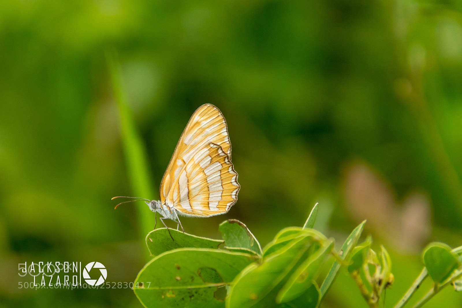 Canon EOS 1300D (EOS Rebel T6 / EOS Kiss X80) sample photo. Wild yellow butterfly photography