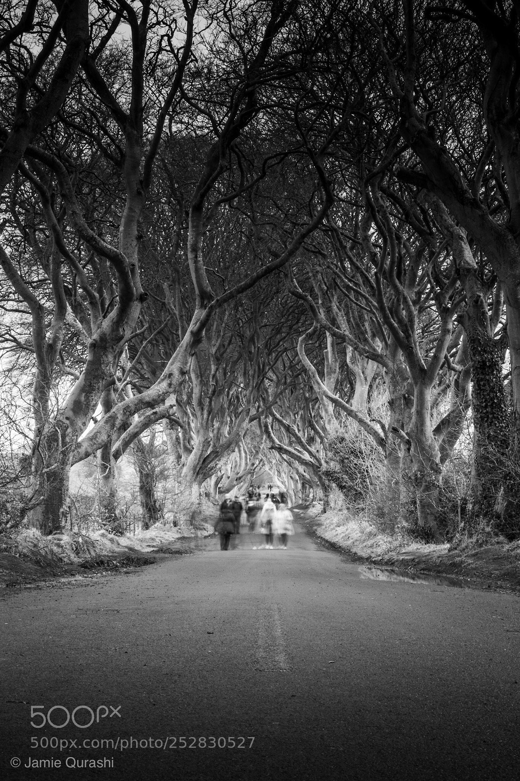 Canon EOS 7D sample photo. Dark hedges ghost road  photography