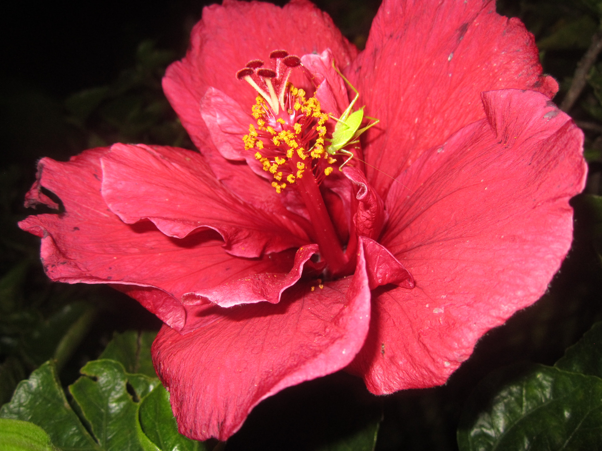 Canon PowerShot A2200 sample photo. Rosa en la noche photography