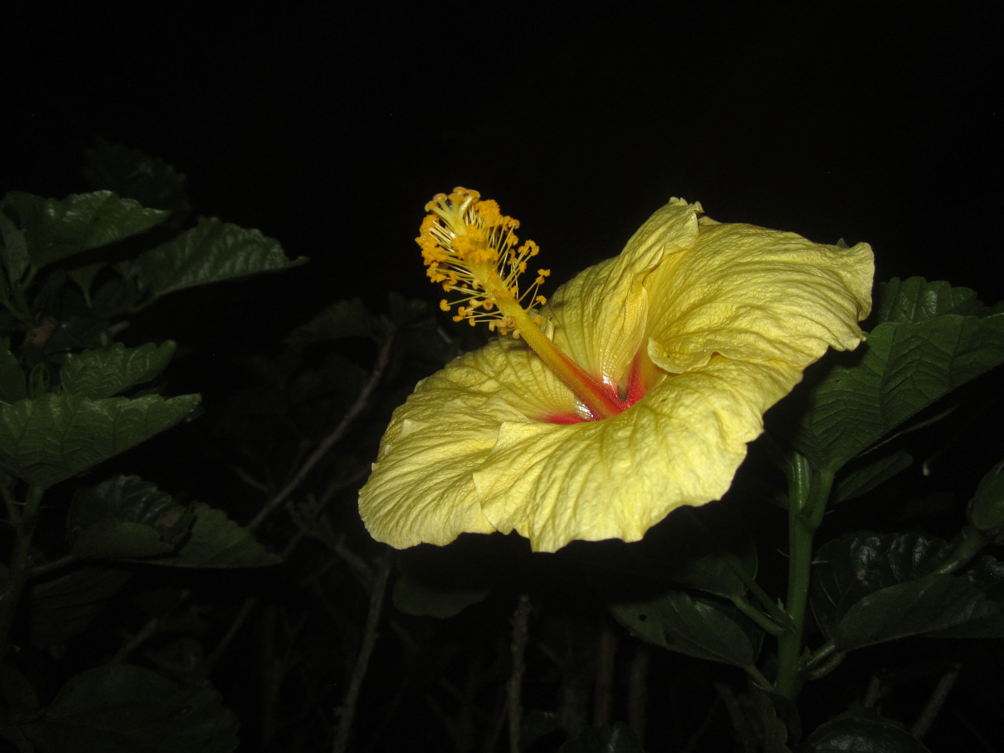 Canon PowerShot A2200 sample photo. Amarilla photography