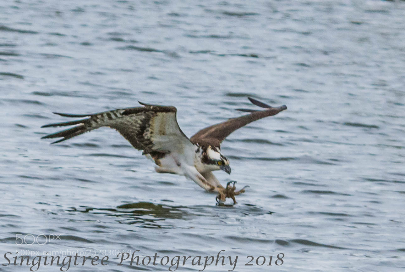 Nikon D7200 sample photo. Osprey dive photography