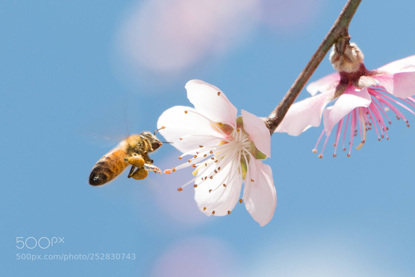 Canon EOS 70D sample photo. Springtime photography