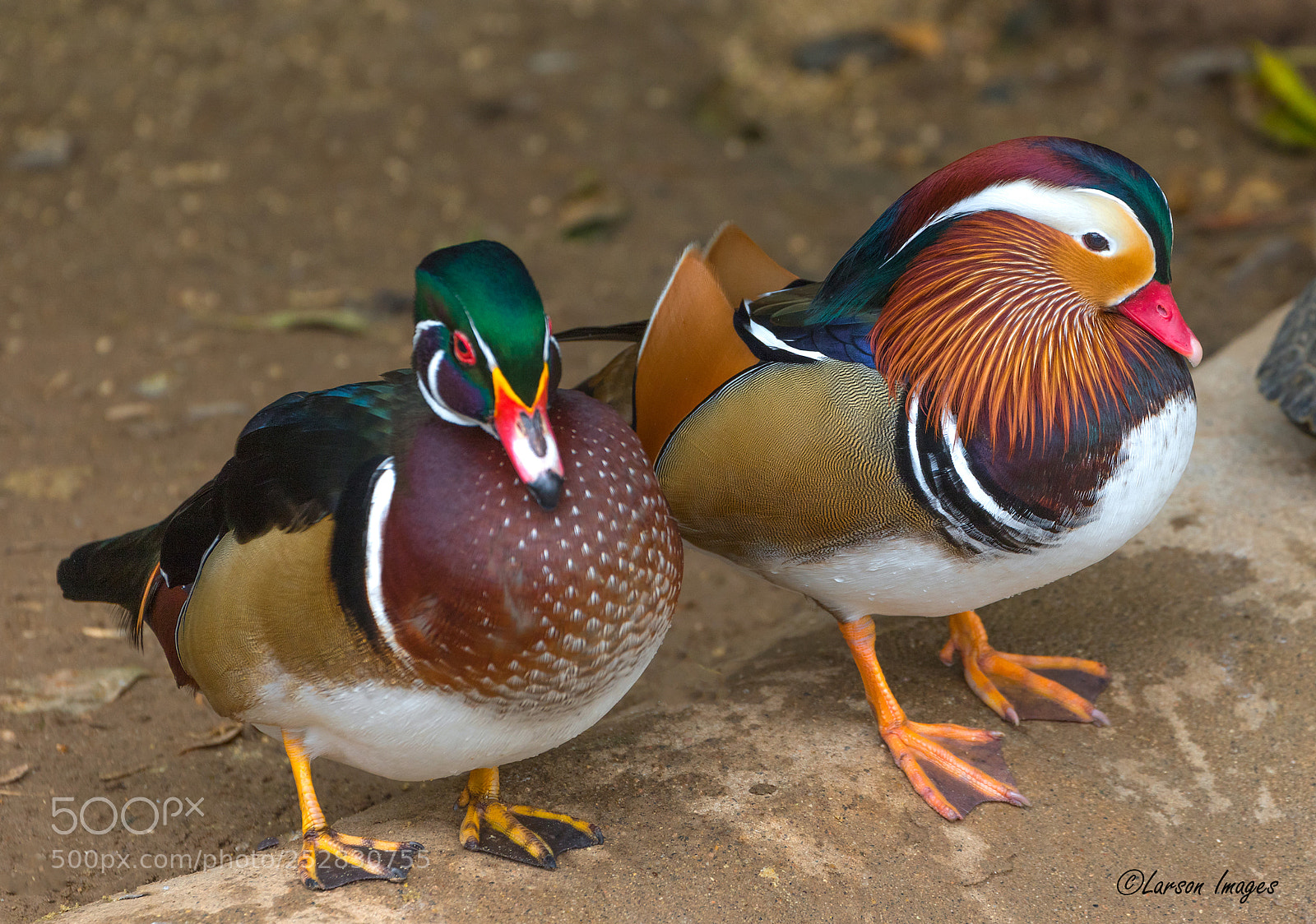 Canon EOS 7D Mark II sample photo. Wood duck and chinese photography