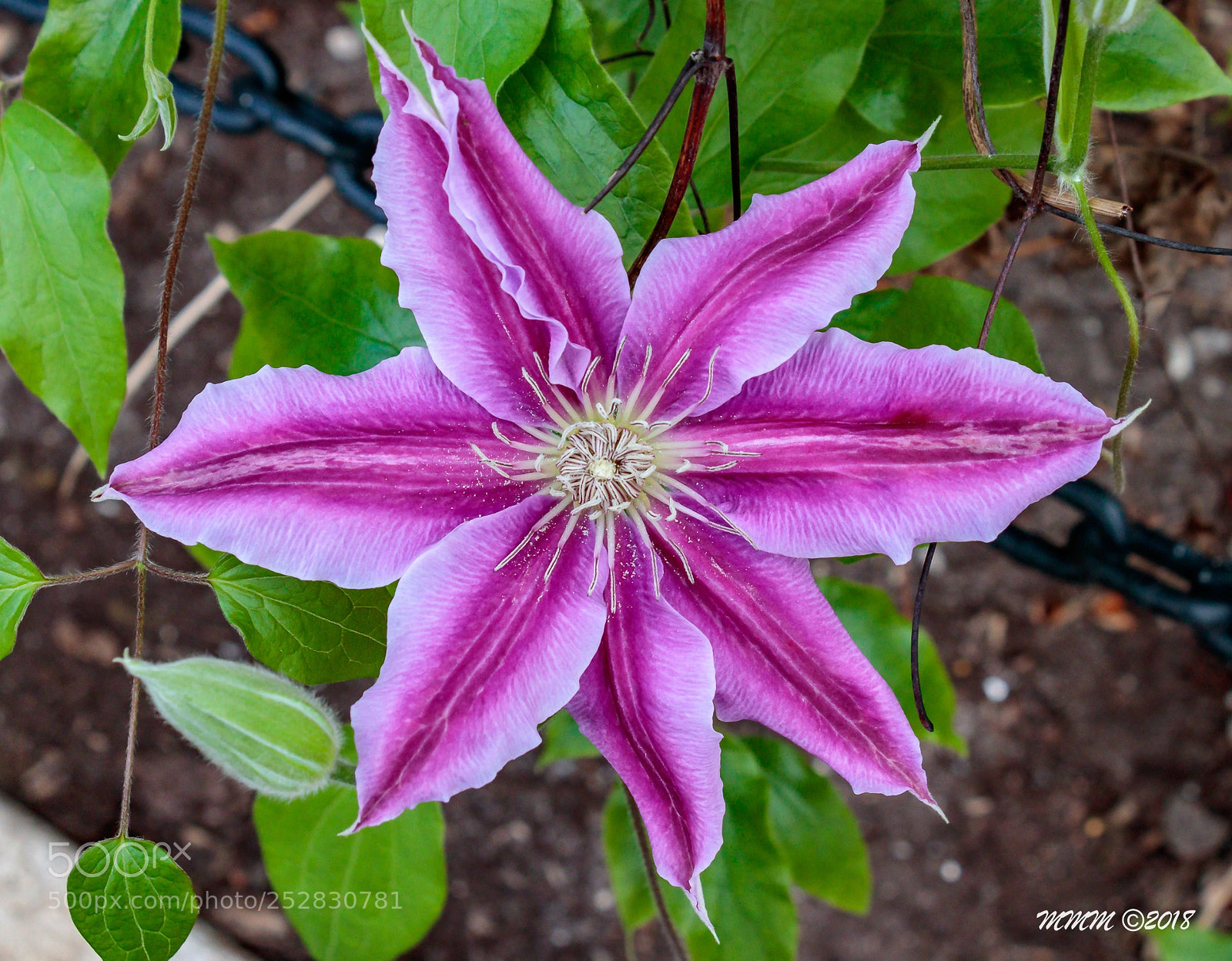 Canon EOS 77D (EOS 9000D / EOS 770D) sample photo. Starflower photography