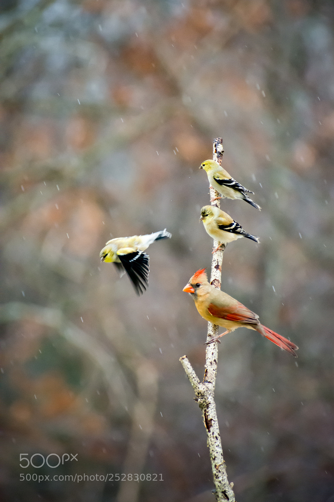 Nikon D7200 sample photo. Cardinal & goldfinches photography