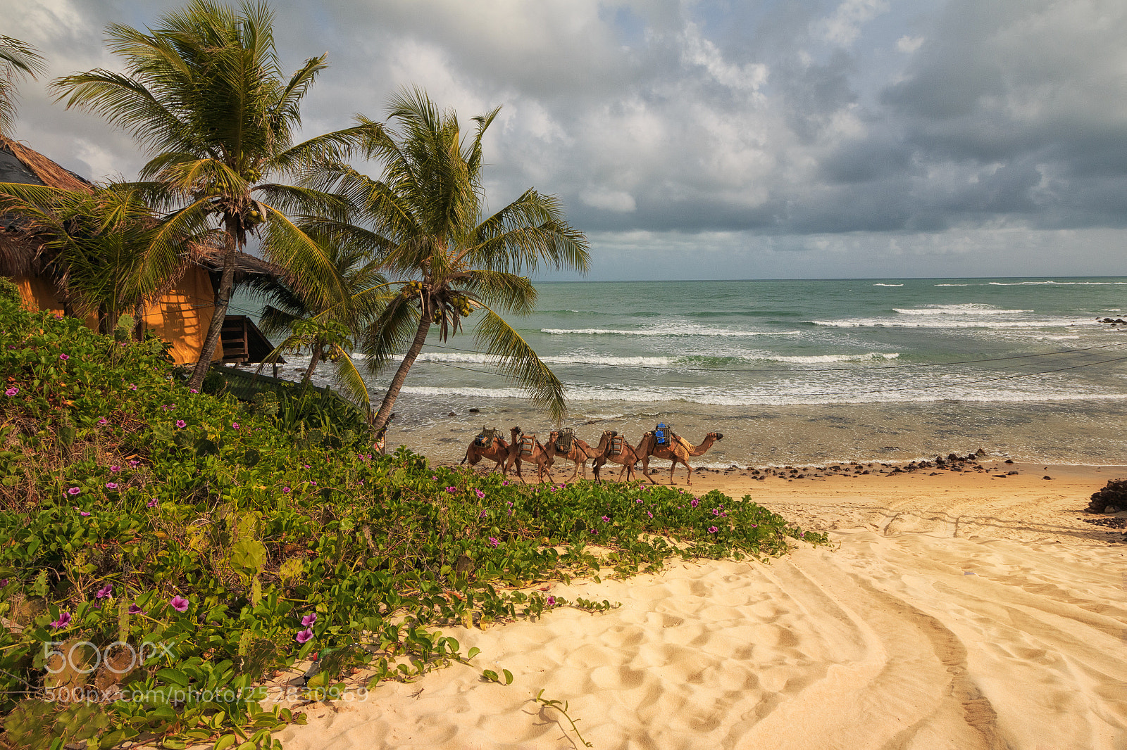 Canon EOS 70D sample photo. Genipabu sand dunes and photography