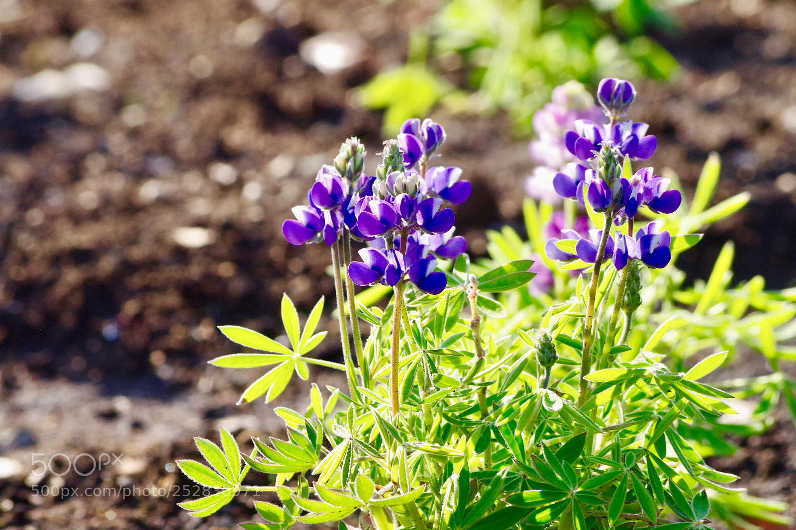 Pentax K-S2 sample photo. Soaking. photography