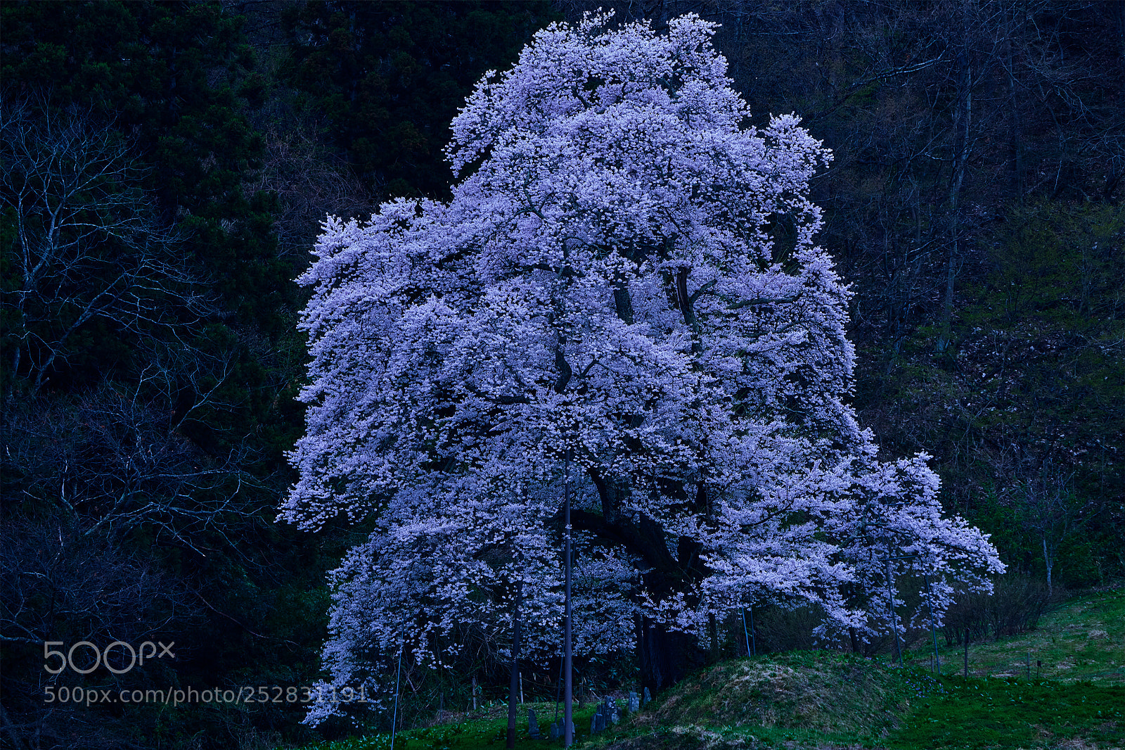 Sony a7R III sample photo. Silence of a cherry photography