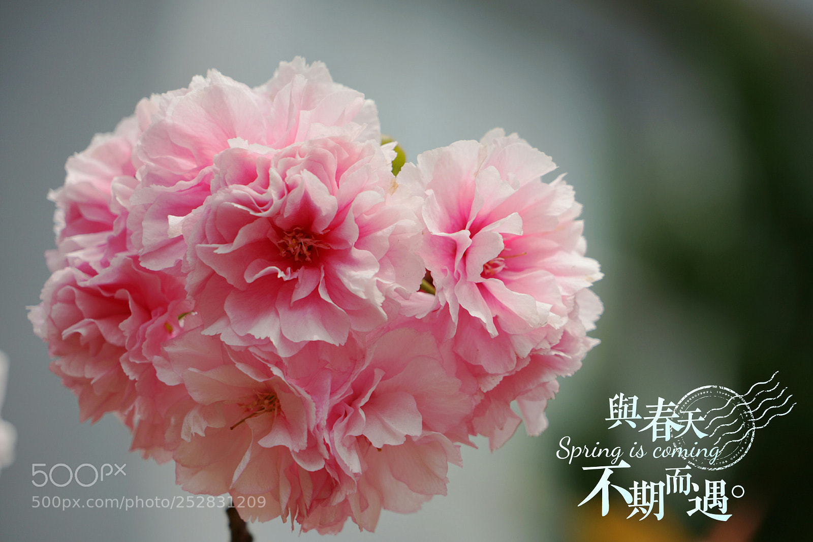 Sony a7 II sample photo. Untitled photography