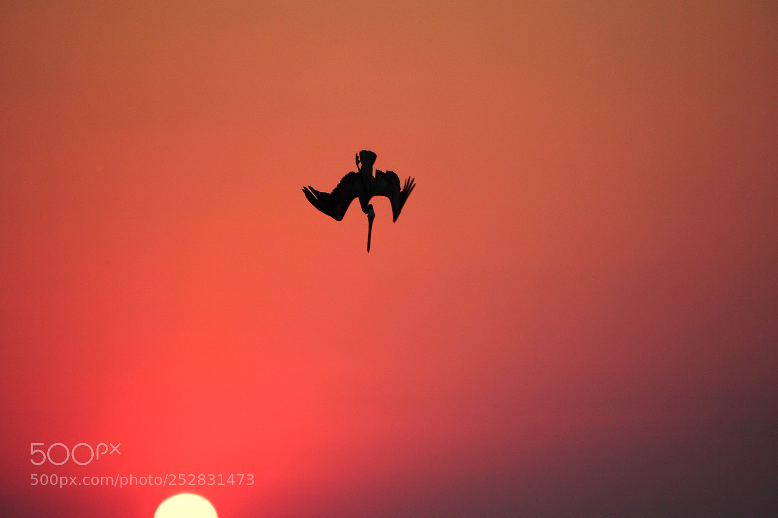 Sony a6000 sample photo. Pelican diving for fish photography