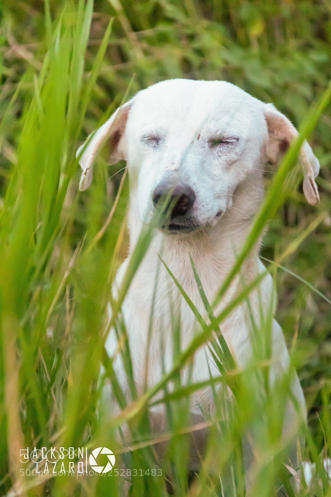 Canon EOS 1300D (EOS Rebel T6 / EOS Kiss X80) sample photo. White dog one-eyed photography