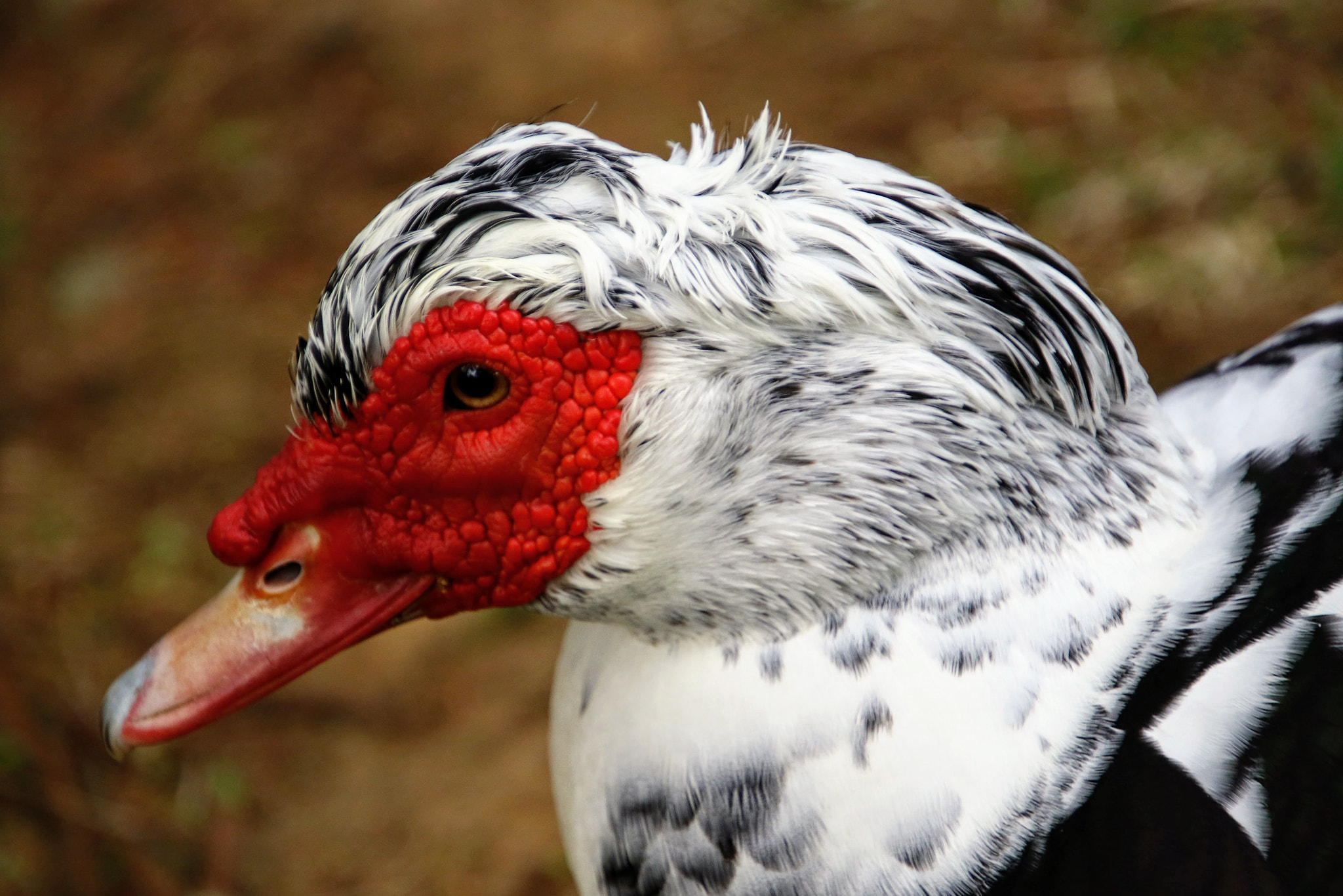 Canon EF 300mm F2.8L IS II USM sample photo. バリケン photography