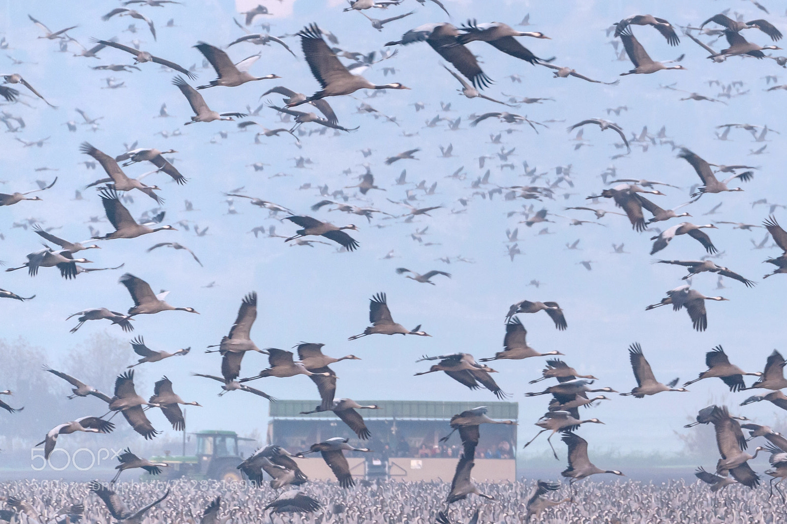 Nikon D800E sample photo. Cranes in a field photography