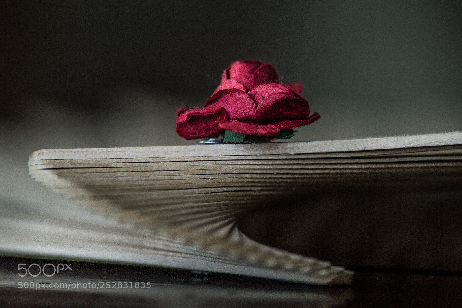 Canon EOS 7D sample photo. A touch of red. photography
