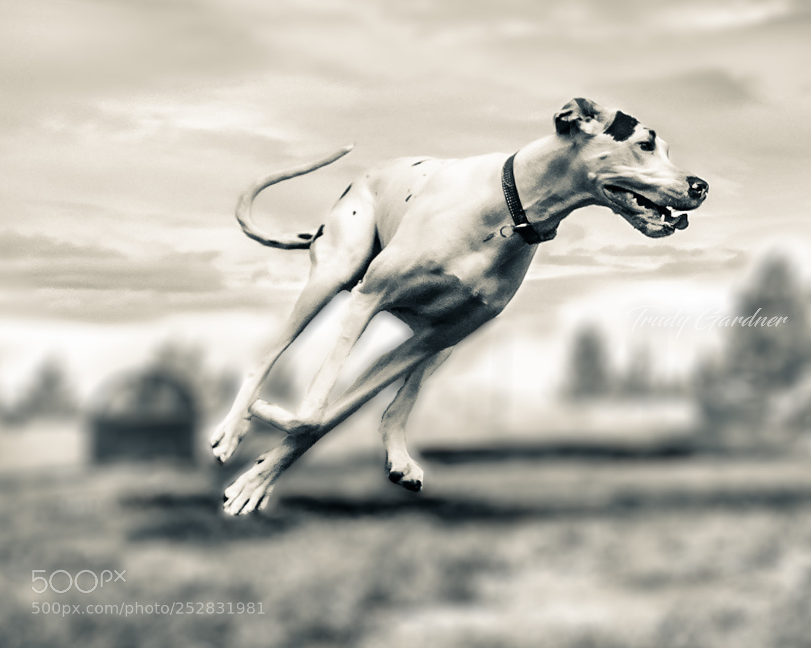Sony Cyber-shot DSC-HX300 sample photo. Great dane photography