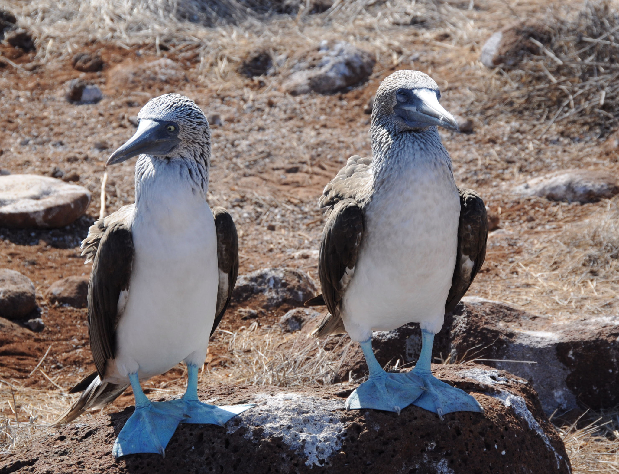 Nikon D300 sample photo. ..galapagos - amigos de bobbie photography