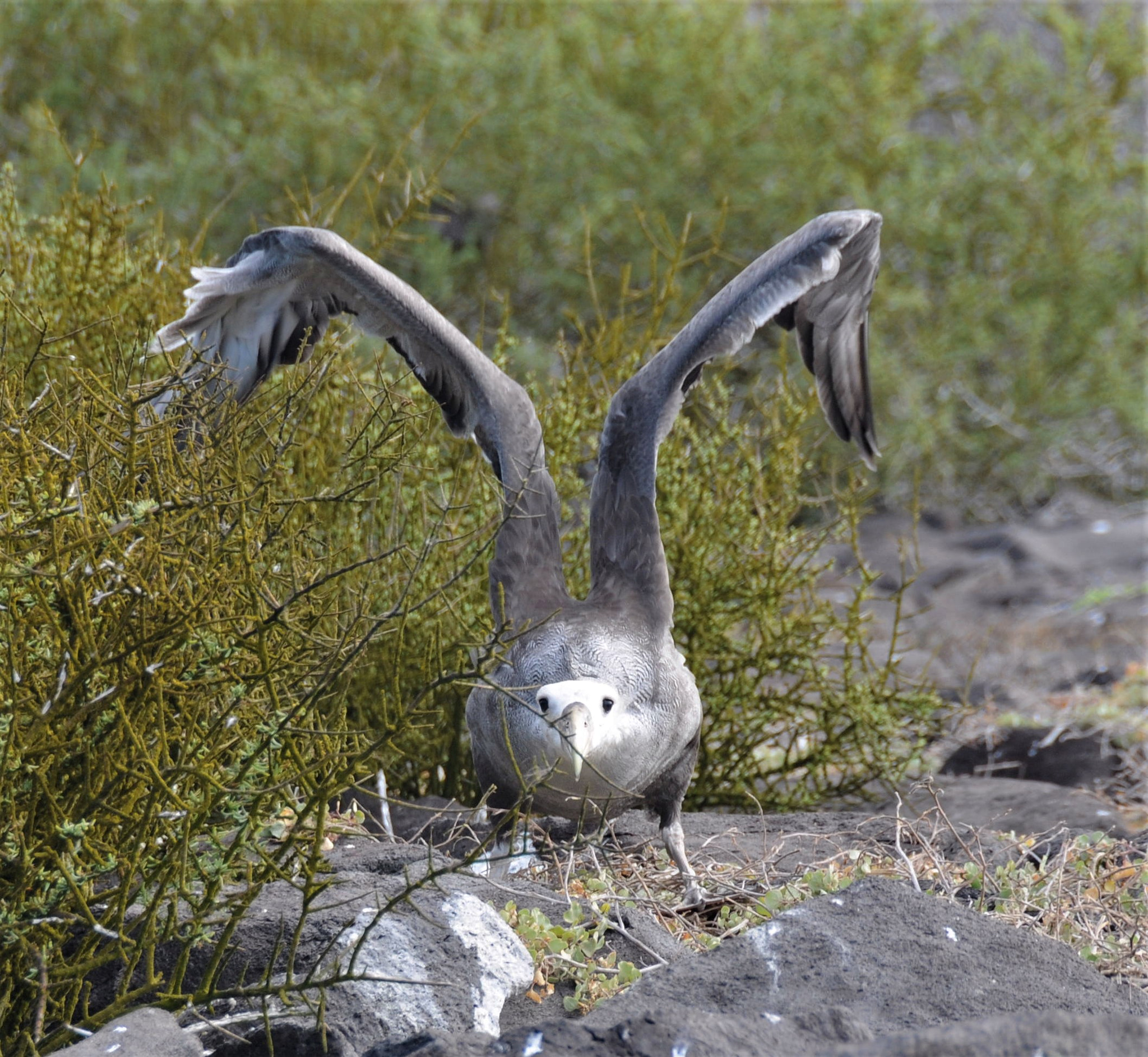 Nikon D300 sample photo. Albatros stretching photography