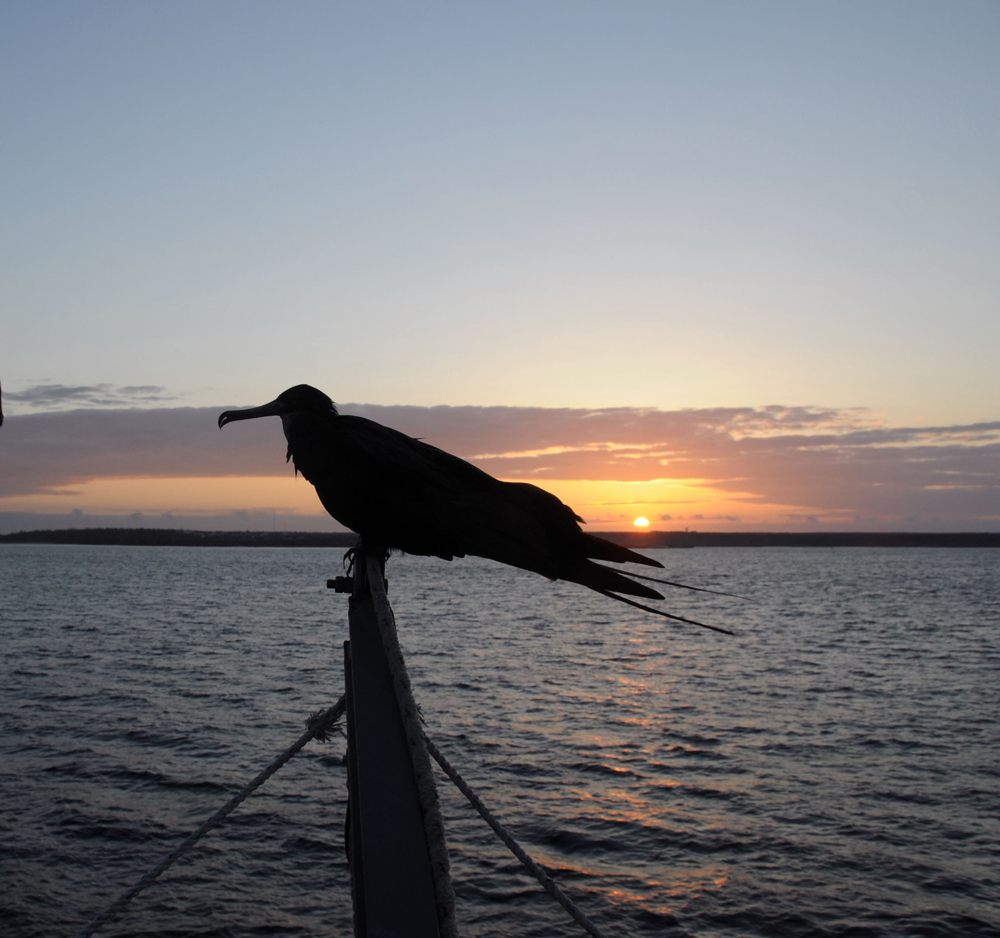 Nikon D300 sample photo. Frigit bird at sunrise photography