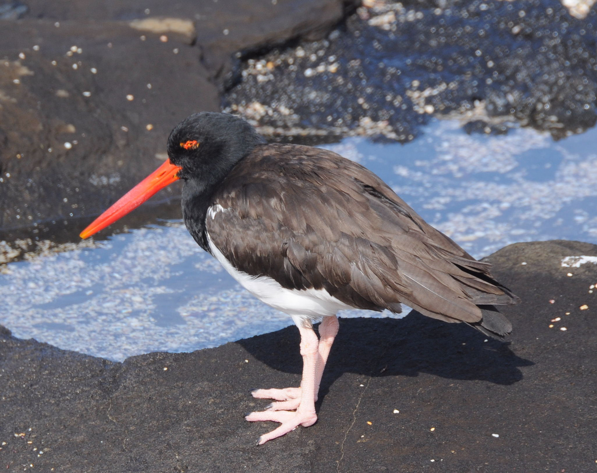 Nikon D300 sample photo. Orange billed shore bird again photography