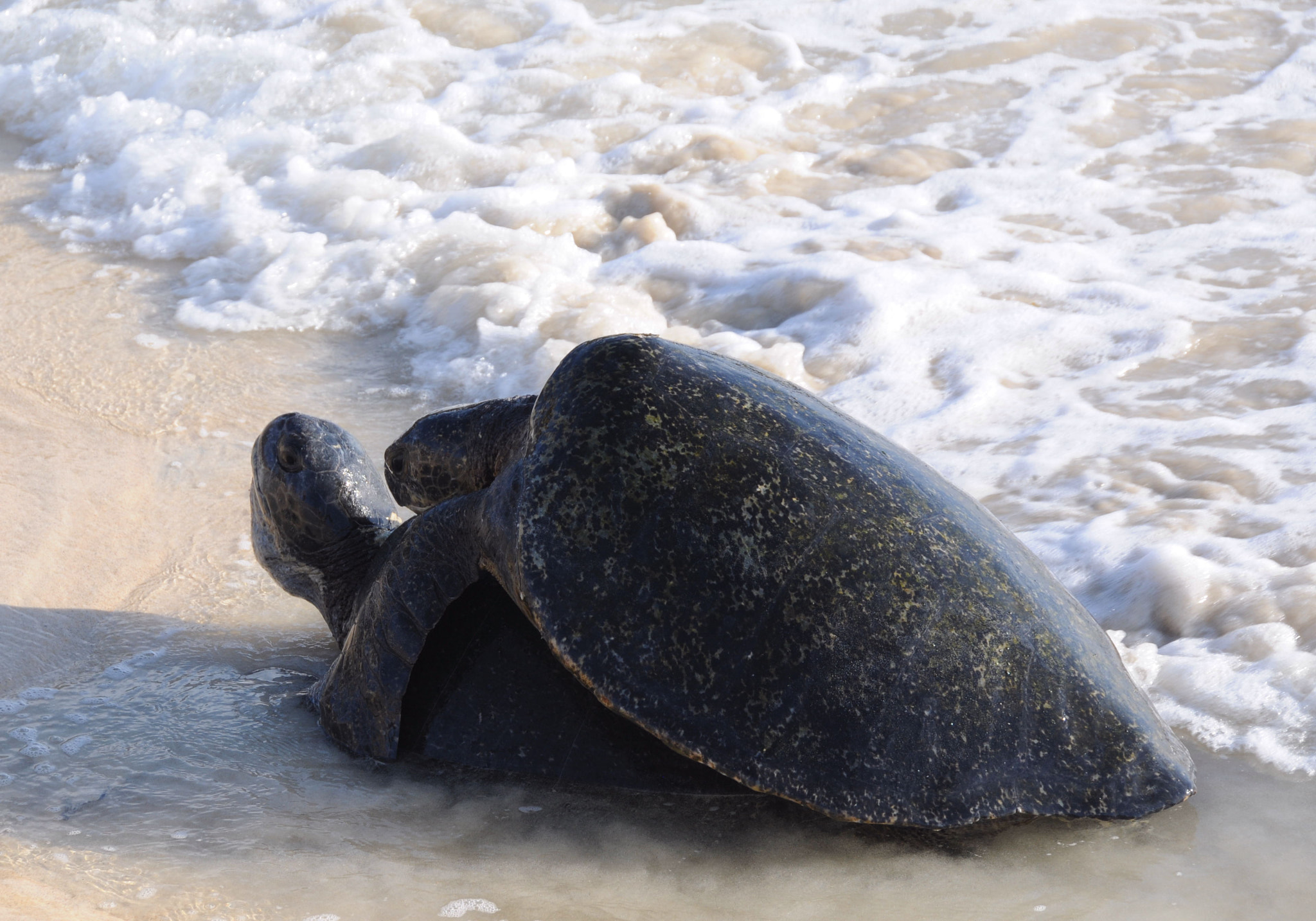 Nikon D300 sample photo. Sea turtle sex photography
