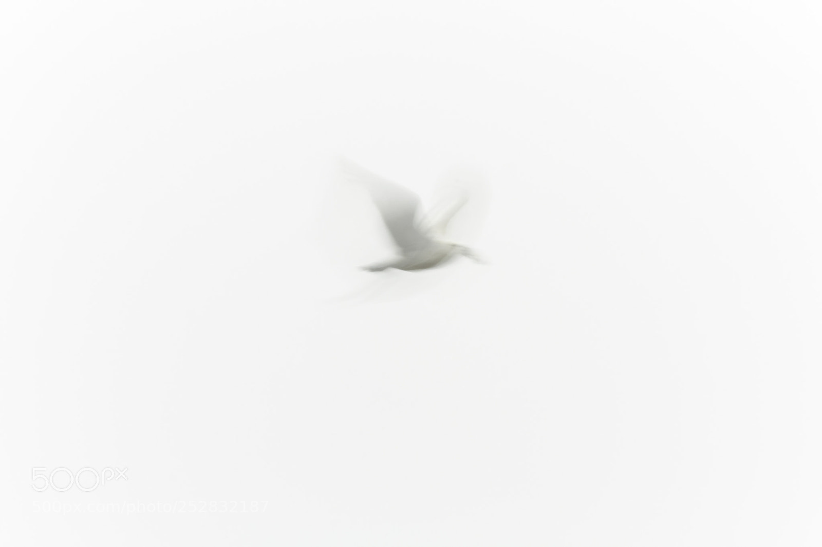 Canon EOS 450D (EOS Rebel XSi / EOS Kiss X2) sample photo. Abstract gull photography