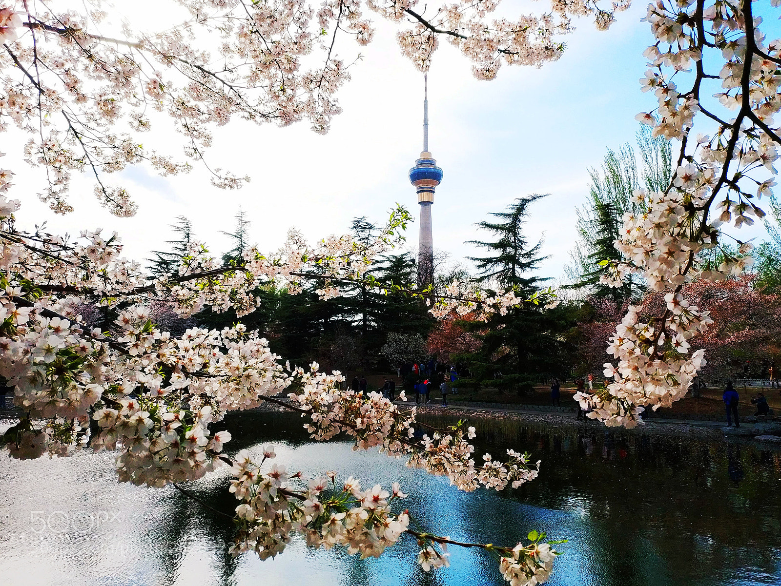 Xiaomi MIX 2 sample photo. Tower in sakura photography
