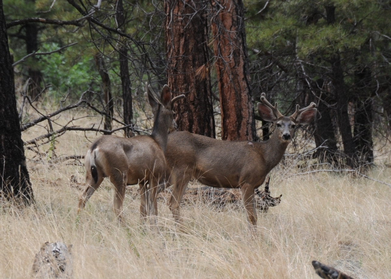 Nikon D300 sample photo. Mule deer - springtime velvet - northern arizona photography