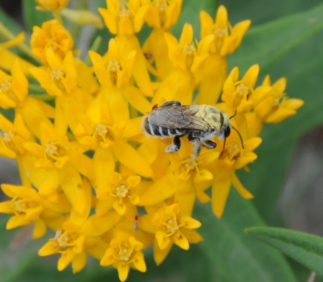 Nikon D300 sample photo. Just a bug photography