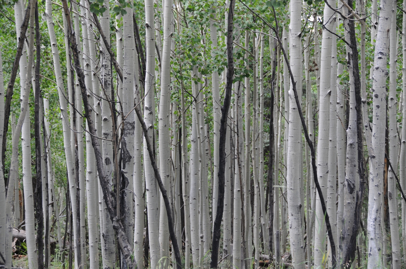 Nikon D300 sample photo. High country az ... mountains near flagstff photography