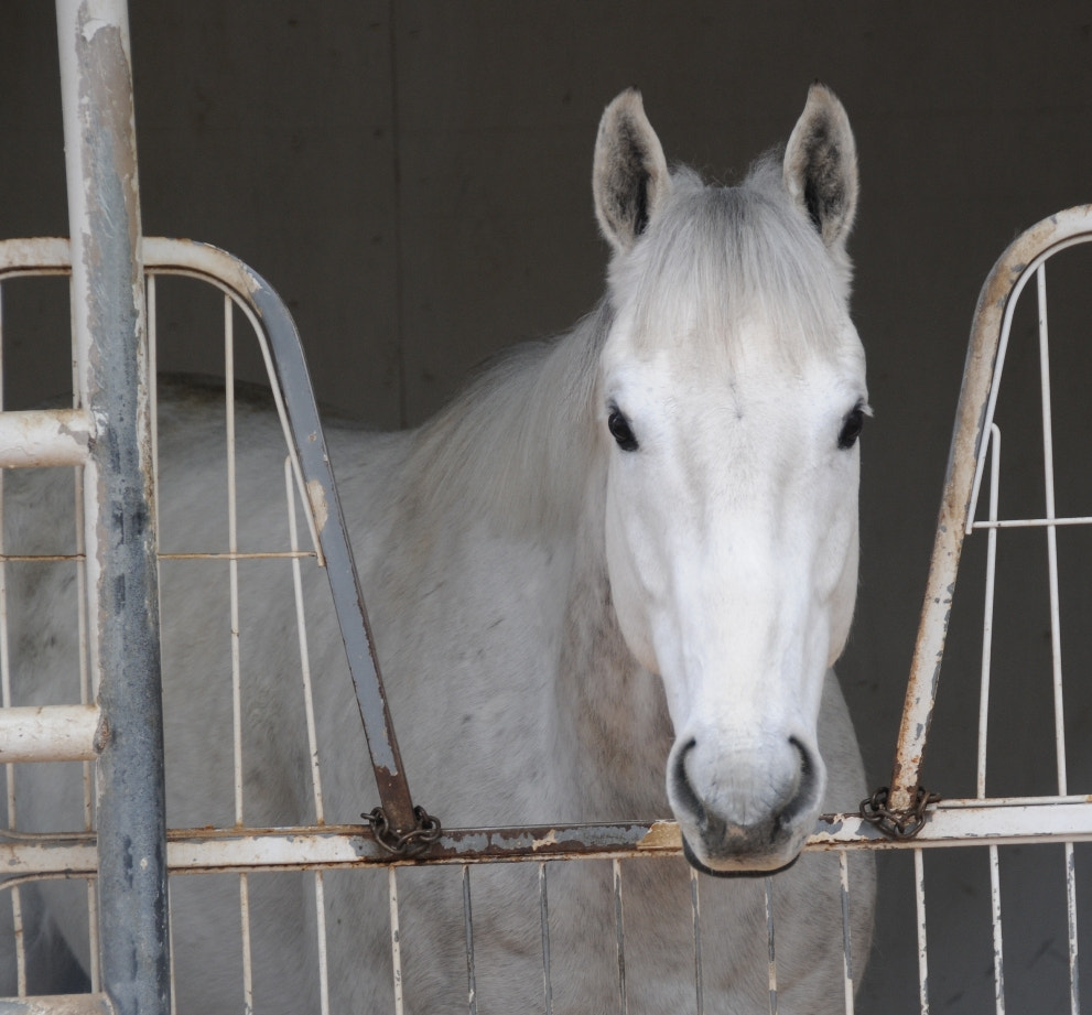 Nikon D300 sample photo. Stable in boise photography