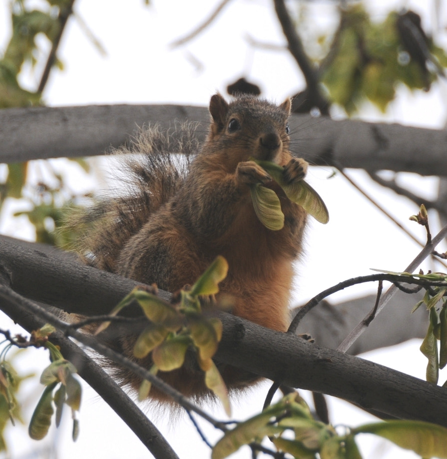 Nikon D300 sample photo. Squirrel  in boise photography