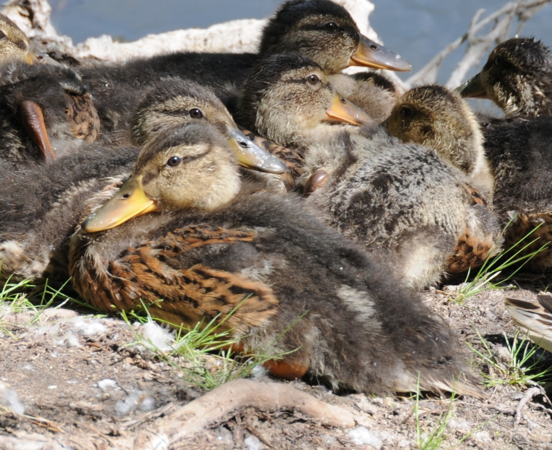 Nikon D300 sample photo. Ducks in boise photography
