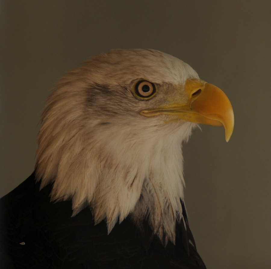 Nikon D300 sample photo. Eagle in rehab...got hit by car photography
