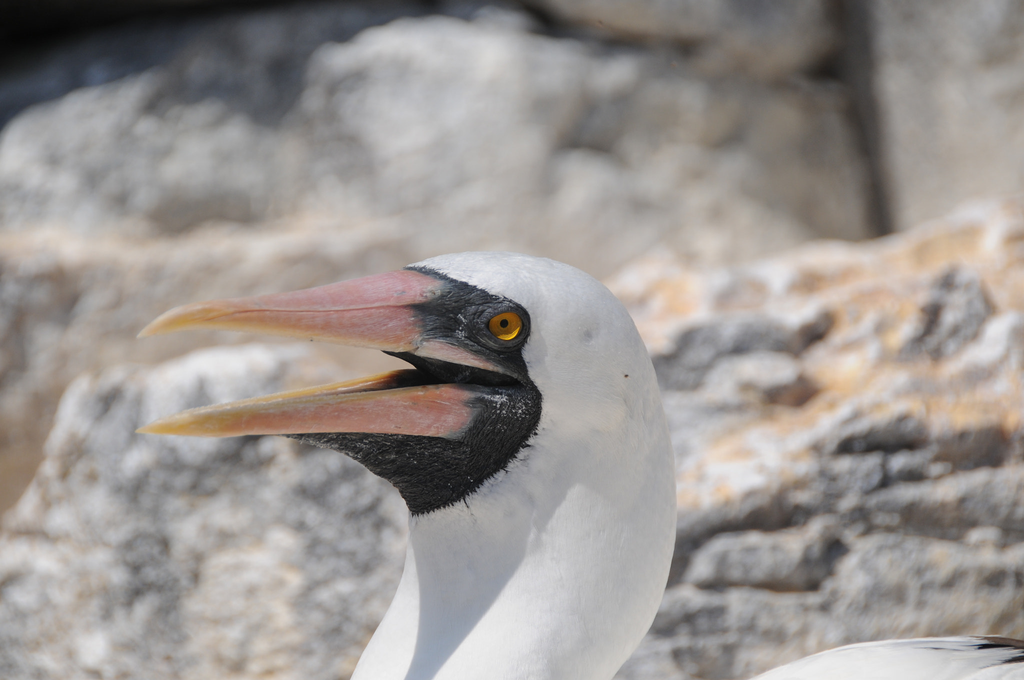 Nikon D300 sample photo. Galapagos photography