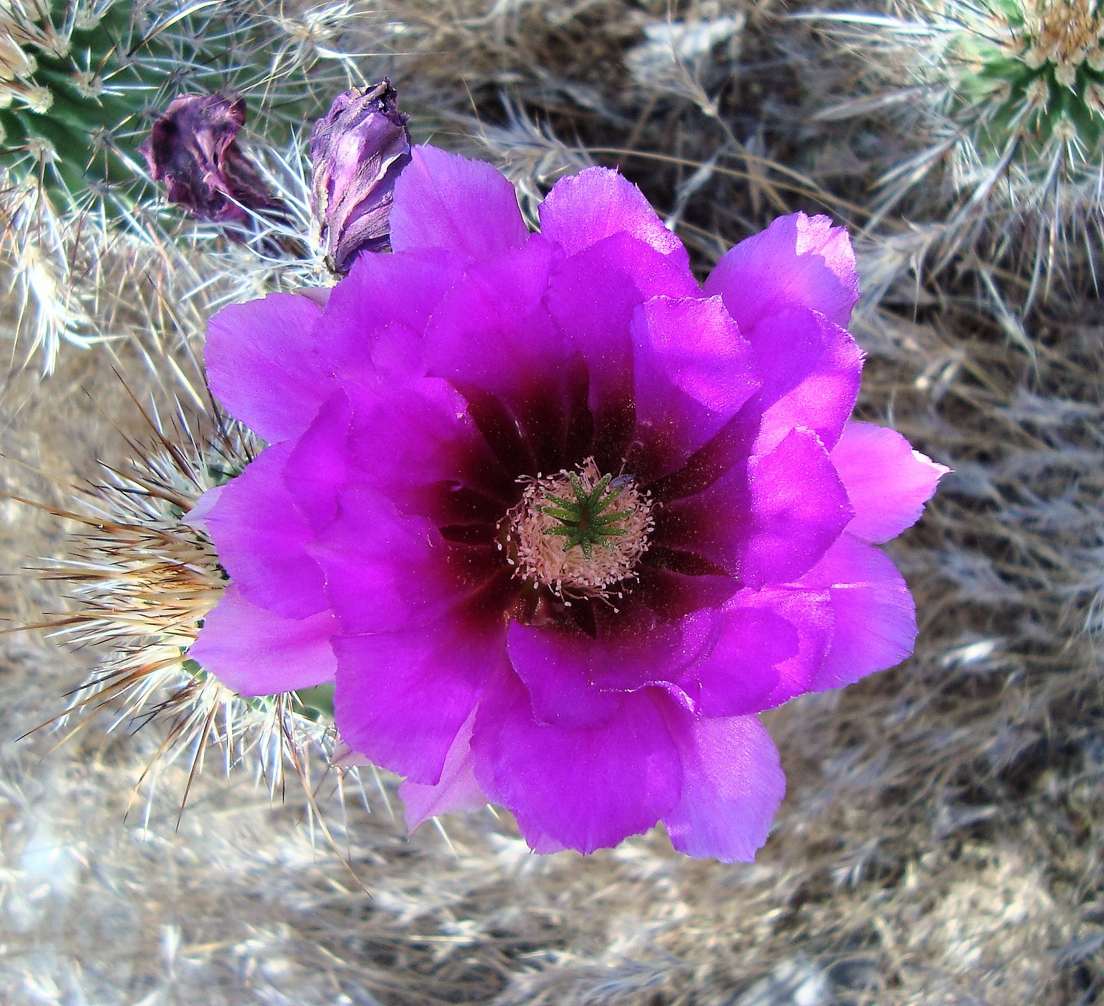 Sony Cyber-shot DSC-W110 sample photo. Az cactus flower photography