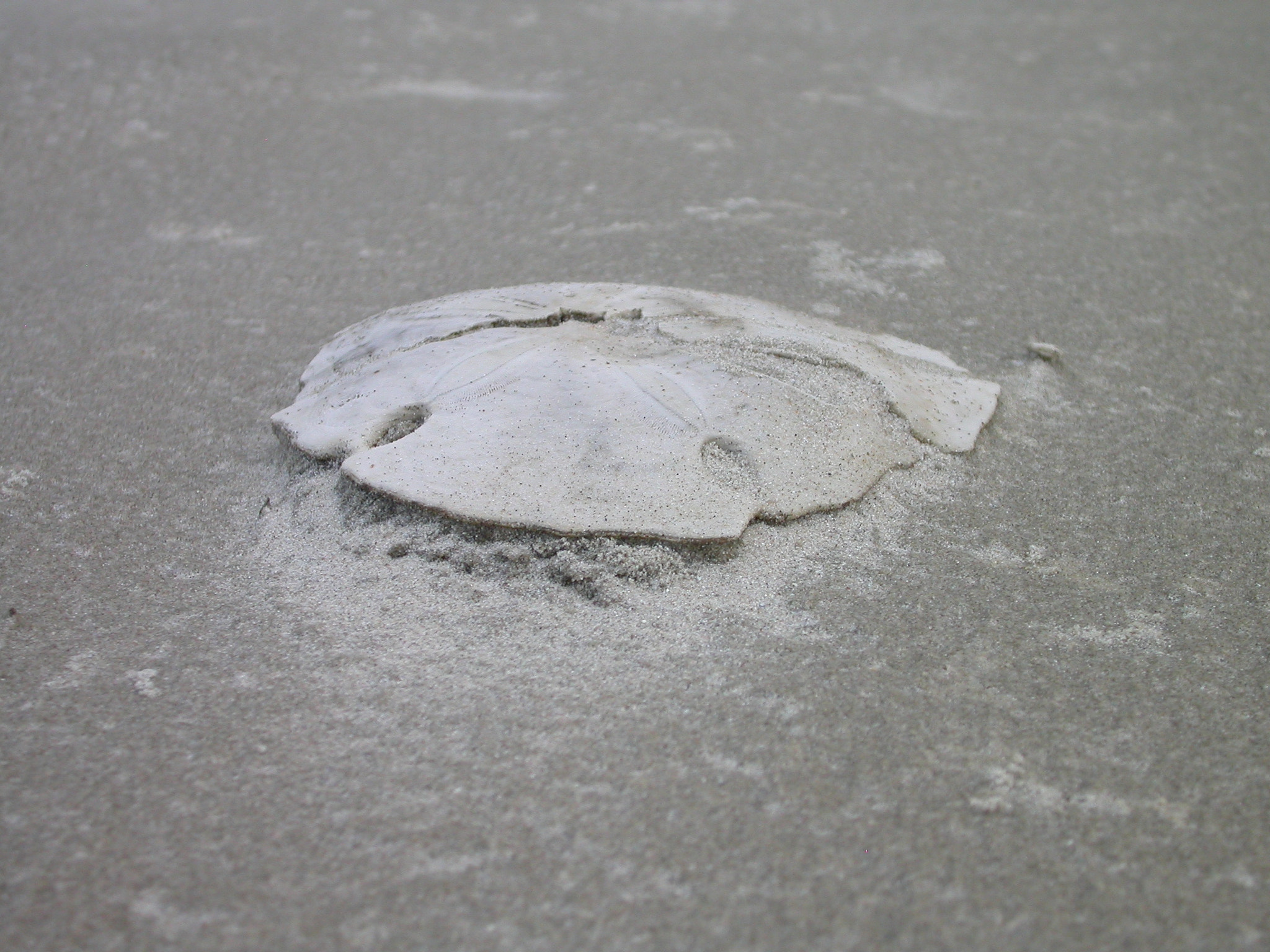 Nikon E4500 sample photo. Sand dollar - brazil photography