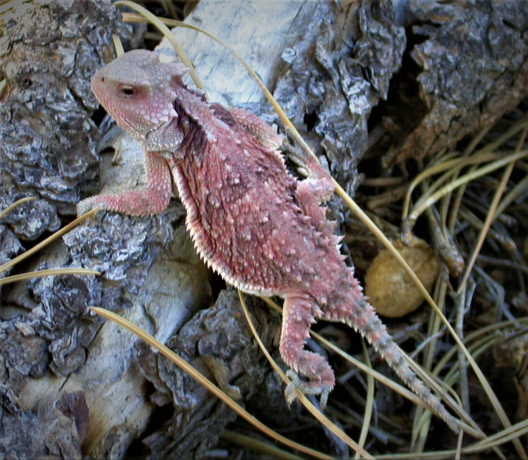 Nikon E4500 sample photo. Horny toad in arizona photography
