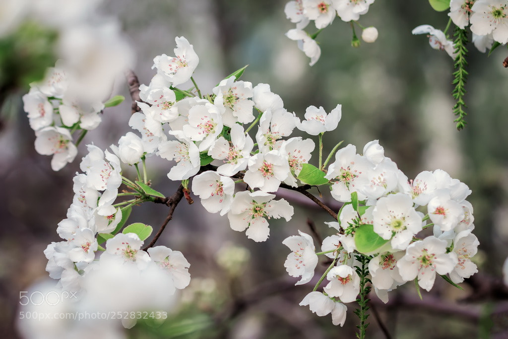 Canon EOS 70D sample photo. Spring white photography