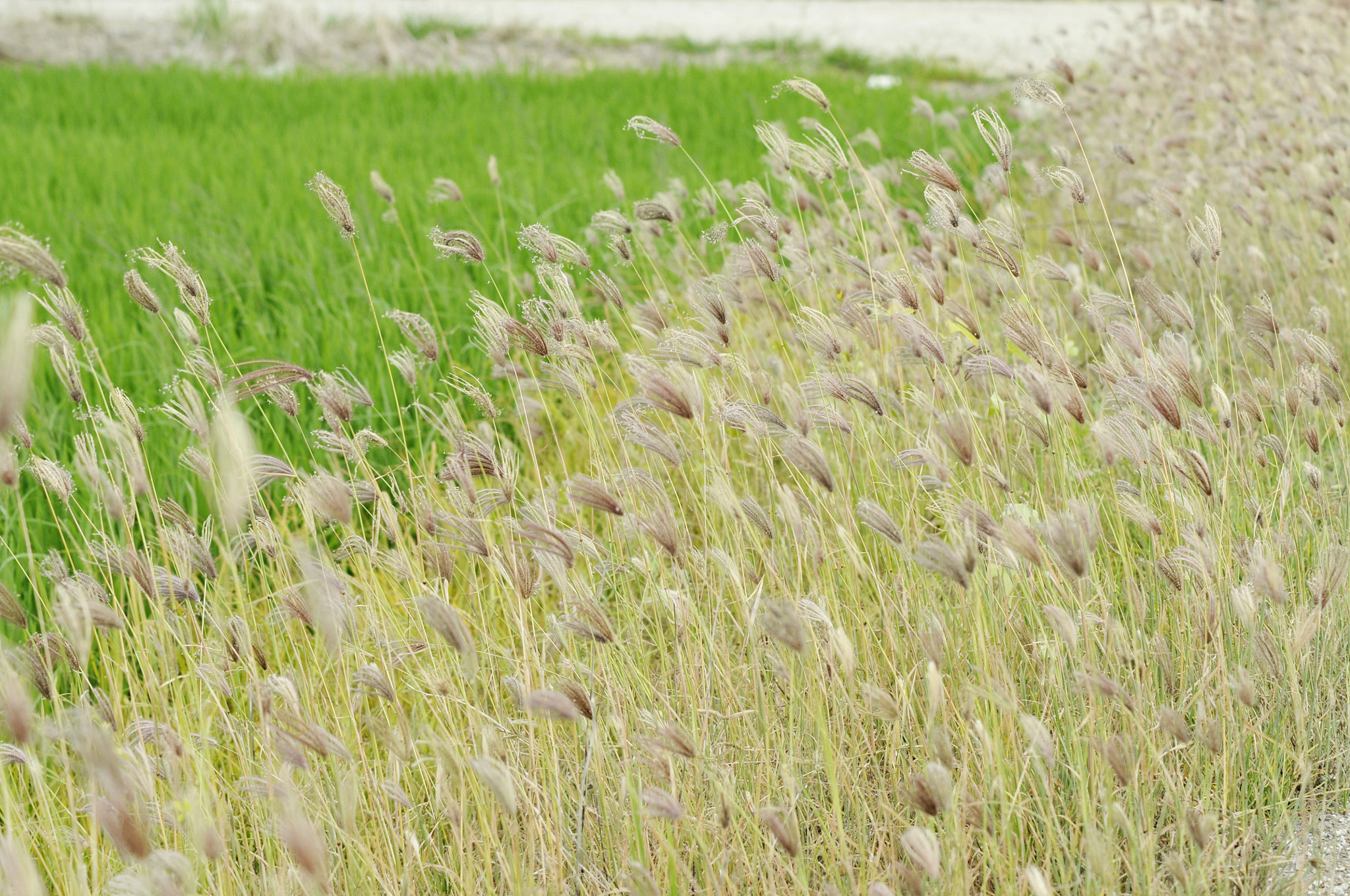 Nikon D300 + Nikon AF Nikkor 70-300mm F4-5.6G sample photo. 芦苇花 photography