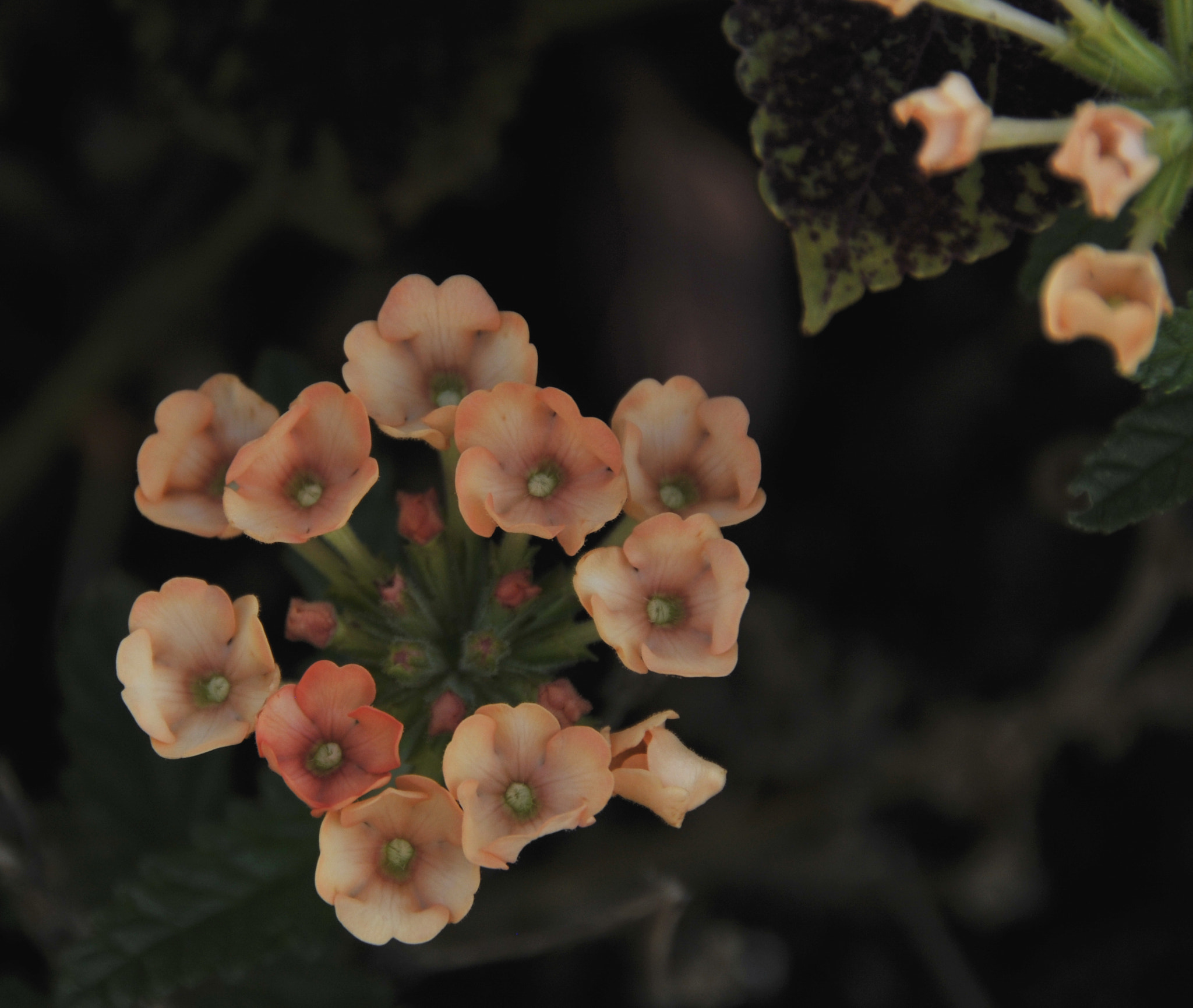 Nikon D300 sample photo. Late fall flower in northmen minnesota photography