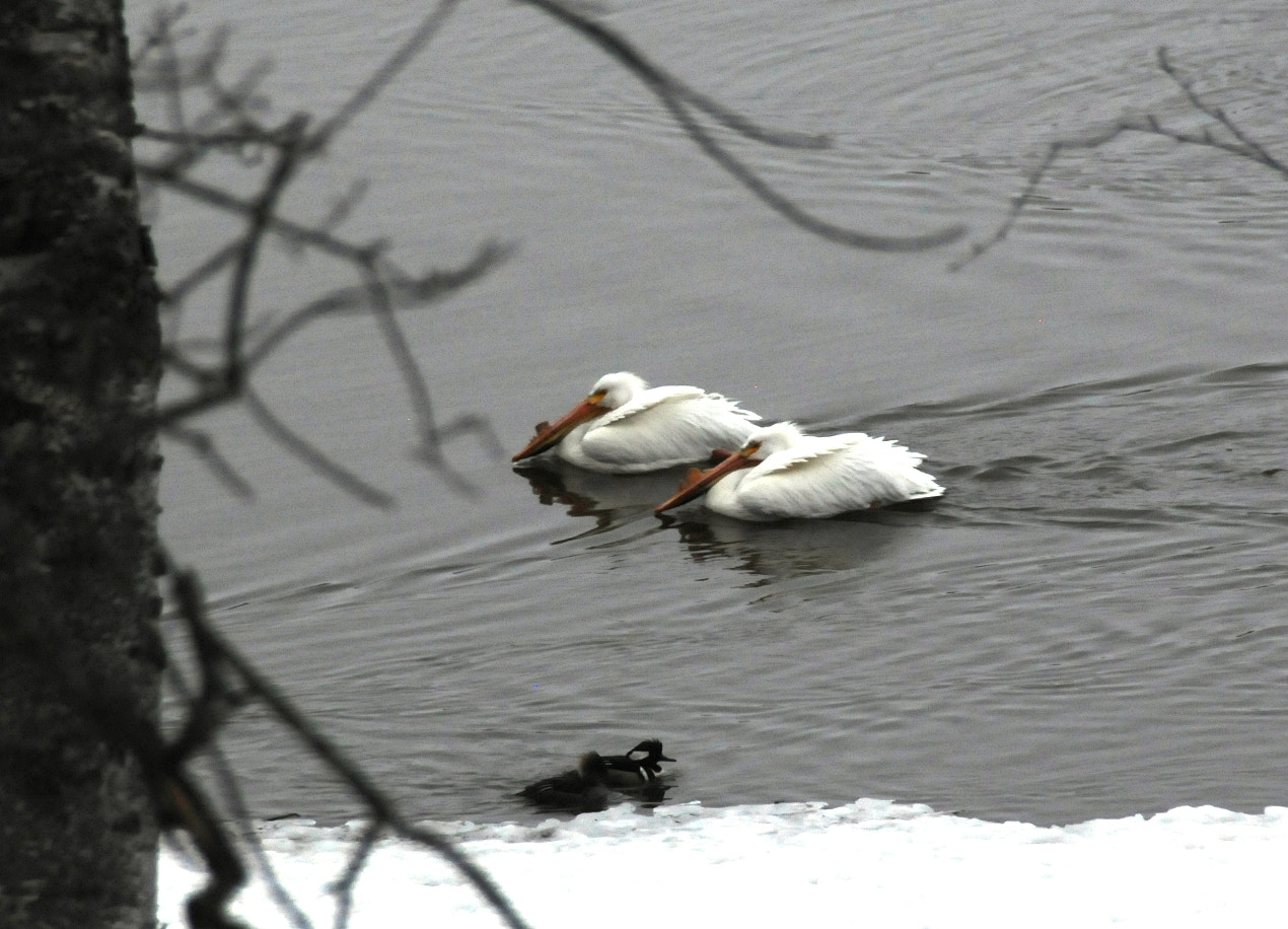 Nikon D300 sample photo. Pelicans in the spring... on the mississippi river . northern mn photography