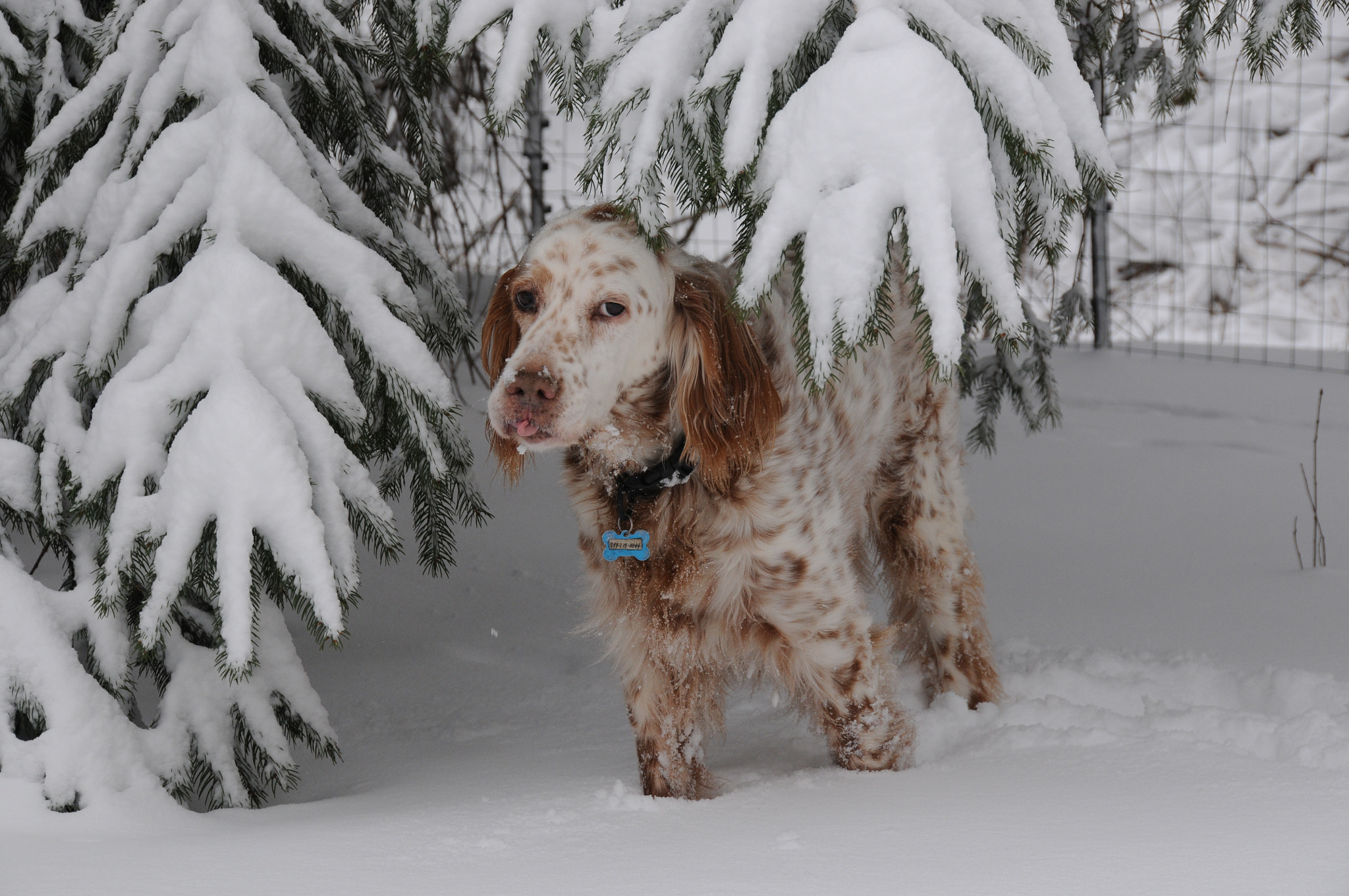 Nikon D300 + Nikon AF-S DX Nikkor 18-200mm F3.5-5.6G ED VR II sample photo. English setter in the snow photography