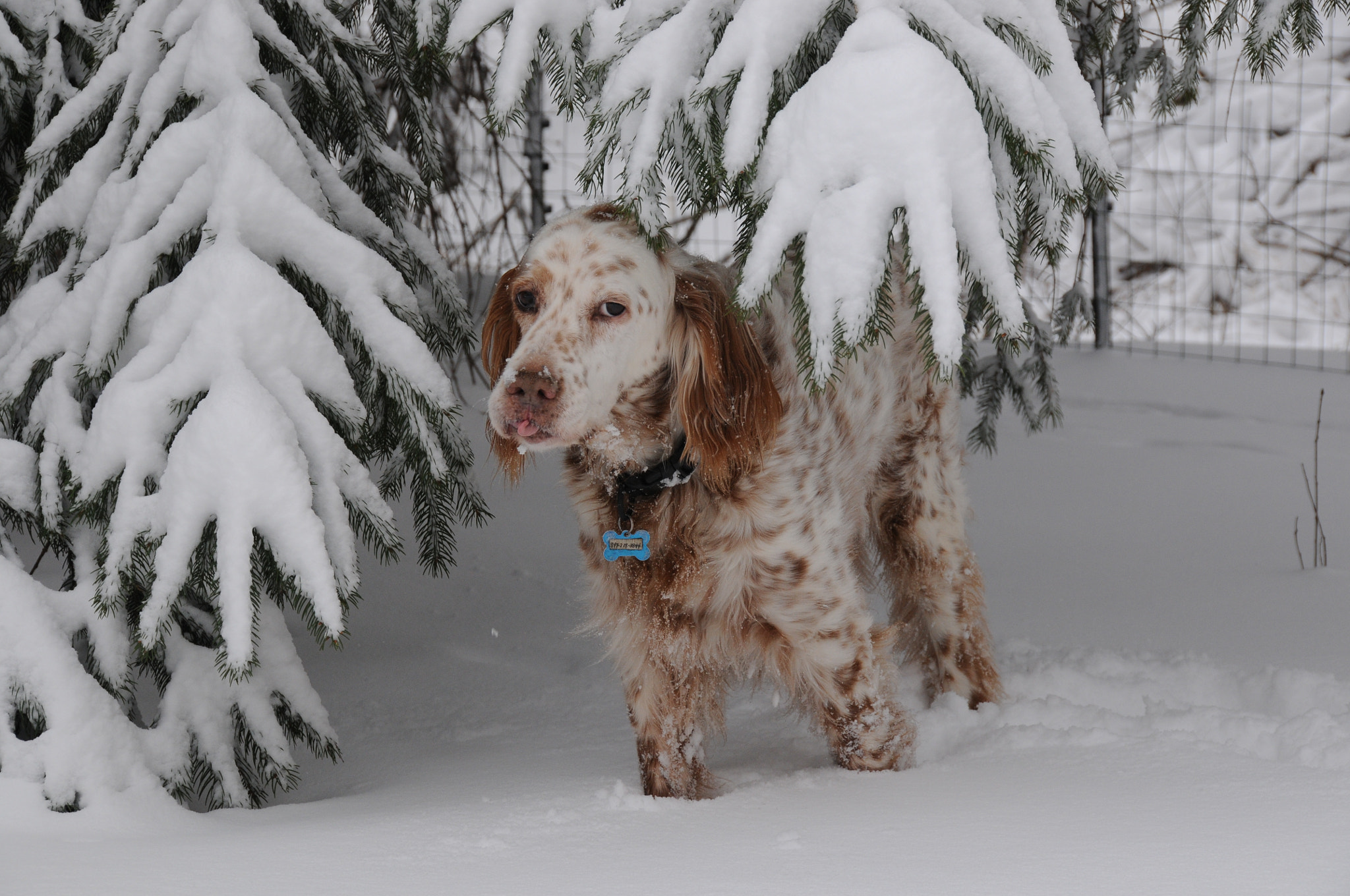 Nikon D300 sample photo. English setter in the snow photography