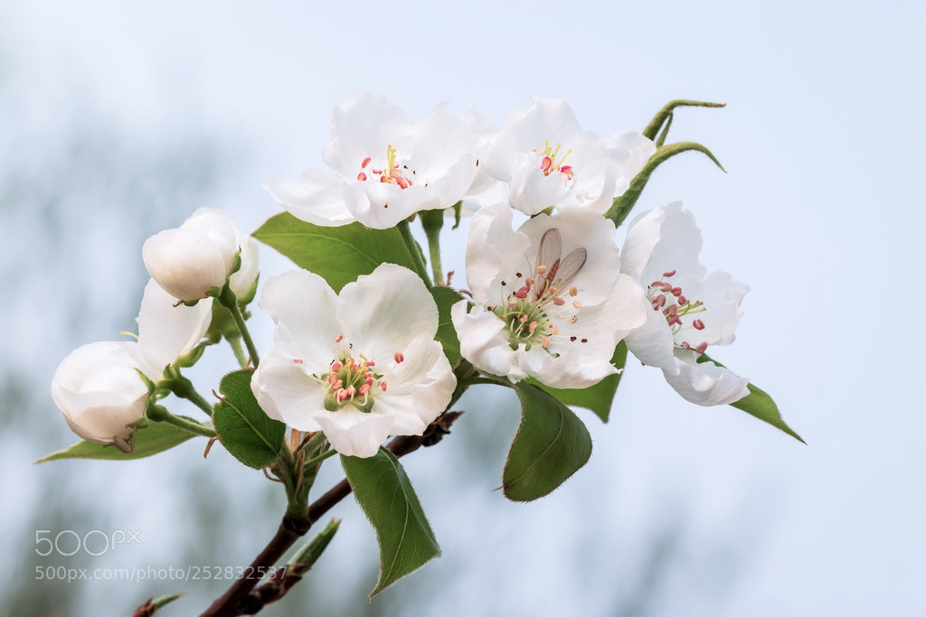 Canon EOS 70D sample photo. White spring photography