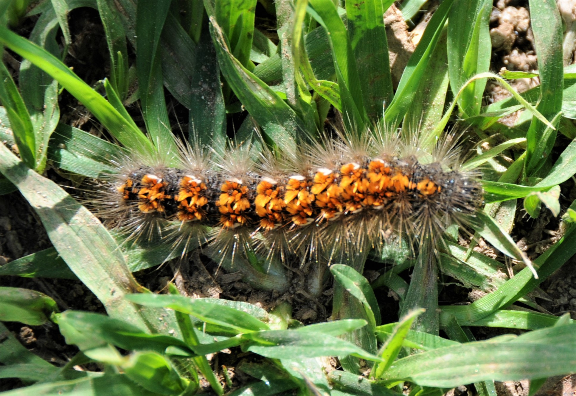 Nikon D300 sample photo. Critter in colombia photography