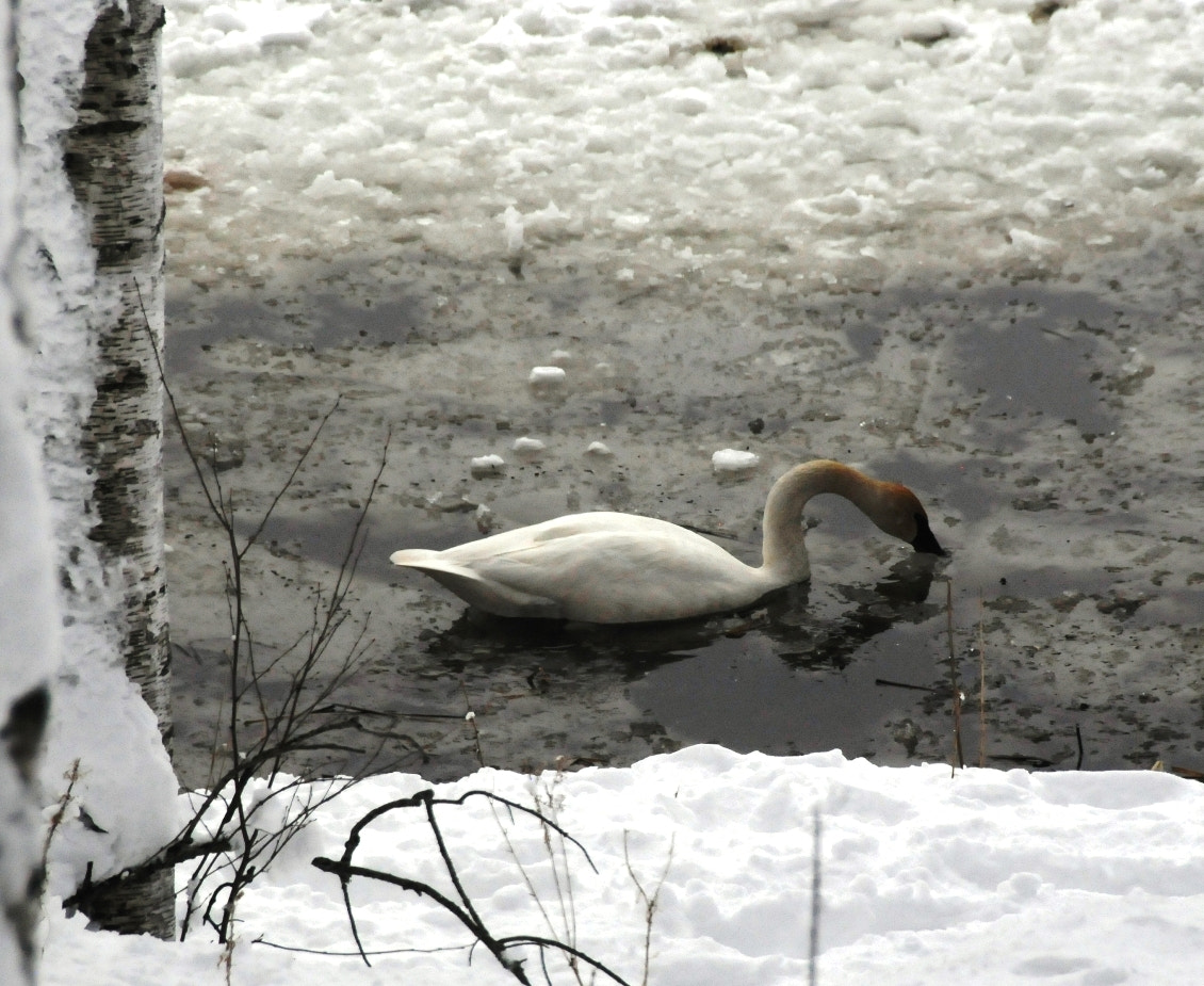 Nikon D300 + Nikon AF-S DX Nikkor 18-200mm F3.5-5.6G ED VR II sample photo. Spring swan in minnesota photography