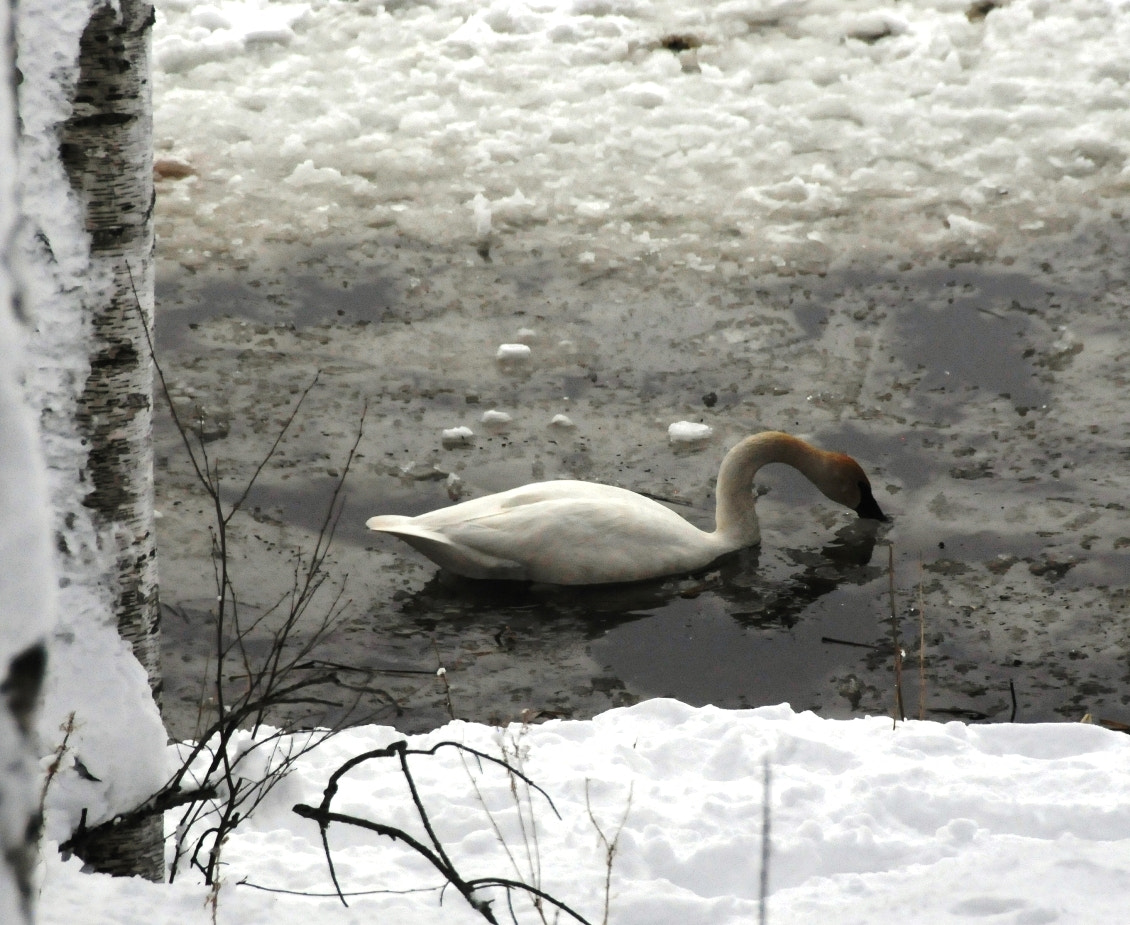 Nikon D300 sample photo. Spring swan in minnesota photography