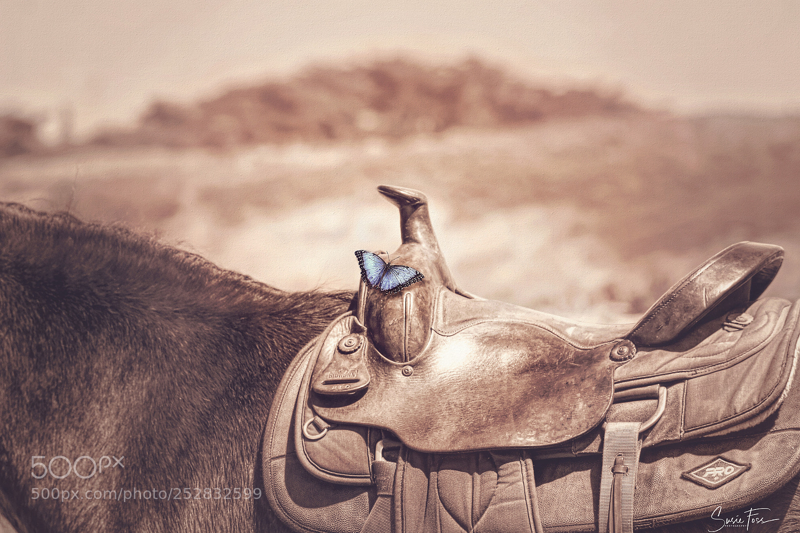 Canon EOS 70D sample photo. Giddy up photography