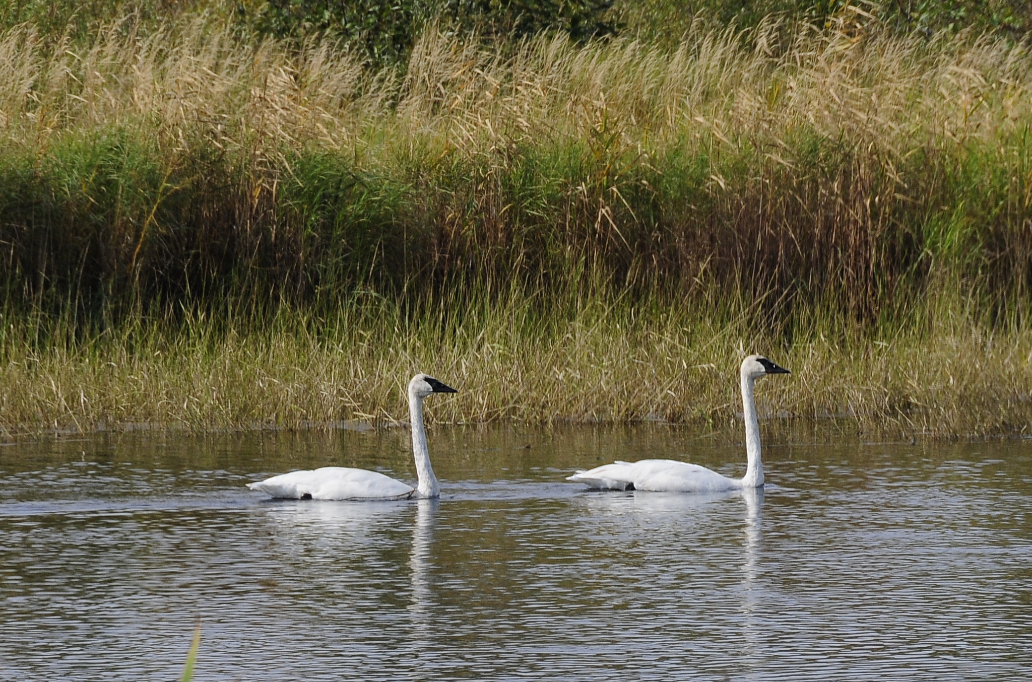 Nikon D300 sample photo. Swans on bigfork river, mn photography